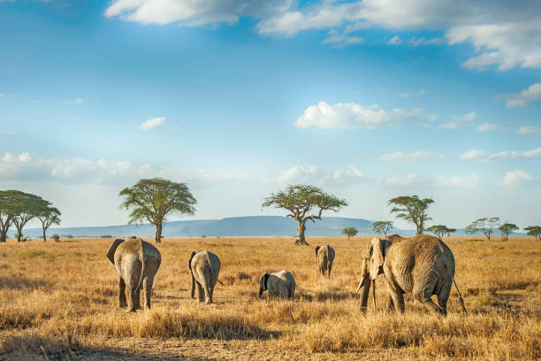 Tanzania, Africa